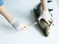 Händer i handskar rensar en stor fisk, troligen en abborre, med en kniv.
