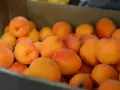 En låda full med saftiga aprikoser, en frukt som liknar persika, med sina mjuka orange och röda toner.