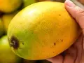 En hand håller en gulgrön mango, redo att få den att mogna.
