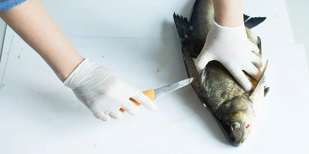 Händer i handskar rensar en stor fisk, troligen en abborre, med en kniv.
