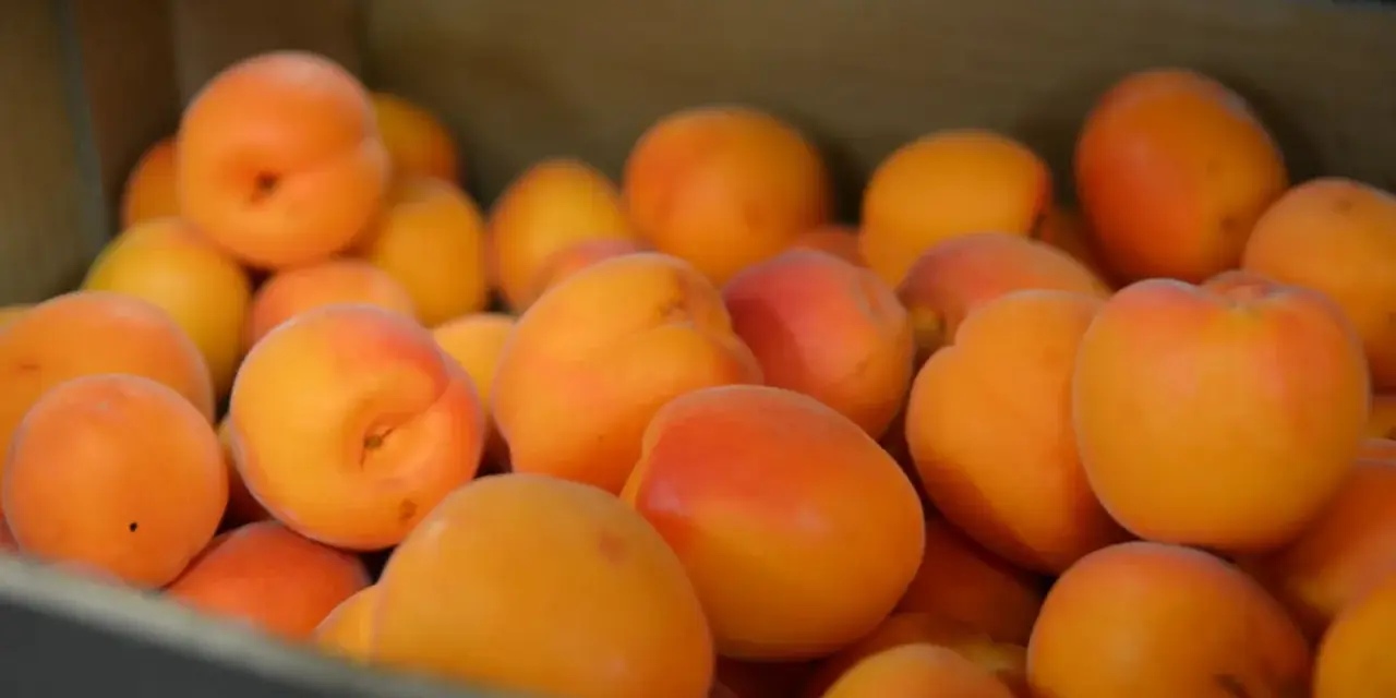 En låda full med saftiga aprikoser, en frukt som liknar persika, med sina mjuka orange och röda toner.