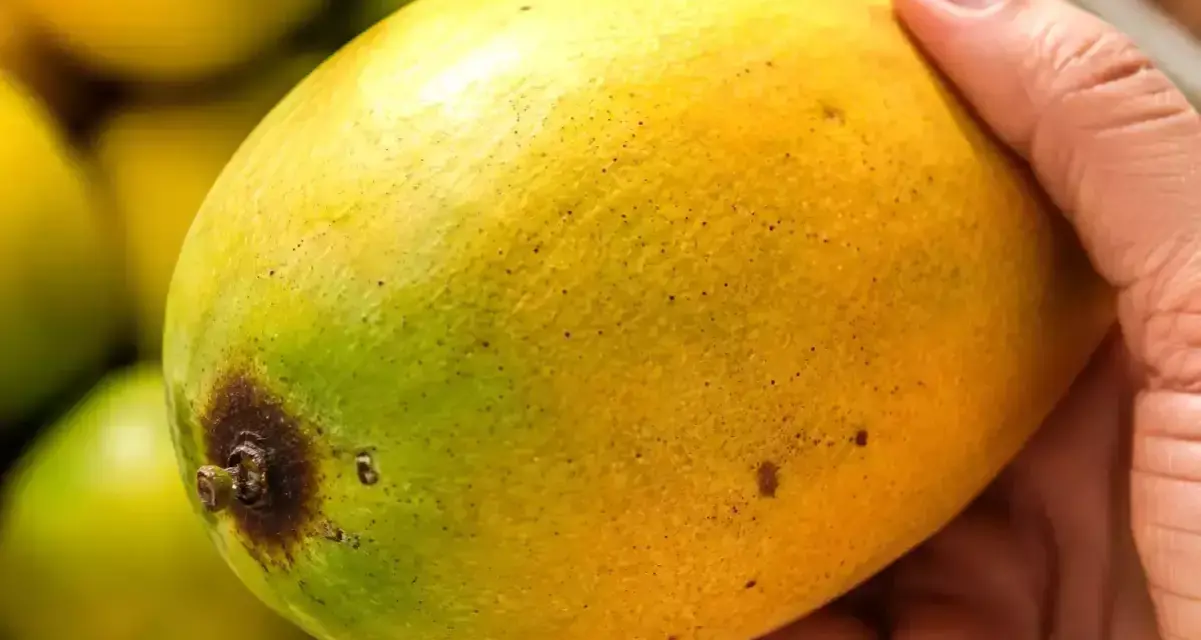 En hand håller en gulgrön mango, redo att få den att mogna.