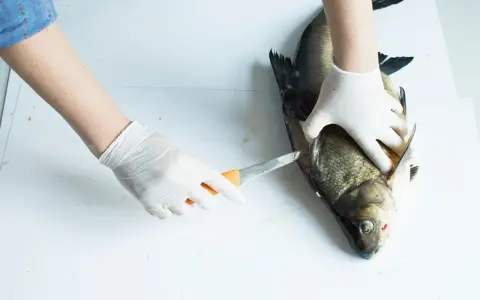 Händer i handskar rensar en stor fisk, troligen en abborre, med en kniv.