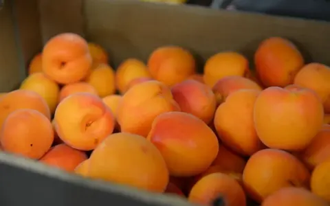 En låda full med saftiga aprikoser, en frukt som liknar persika, med sina mjuka orange och röda toner.