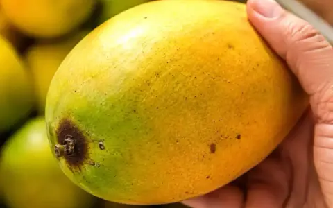 En hand håller en gulgrön mango, redo att få den att mogna.