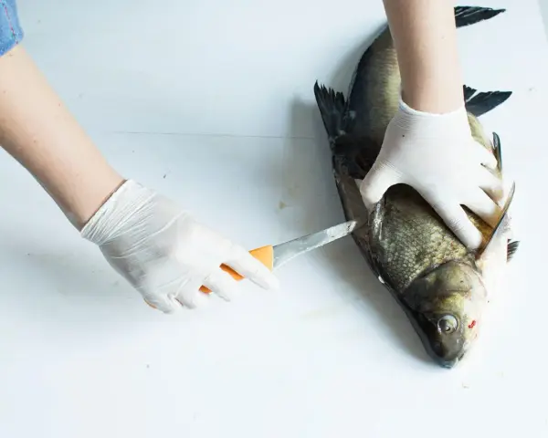 Händer i handskar rensar en stor fisk, troligen en abborre, med en kniv.