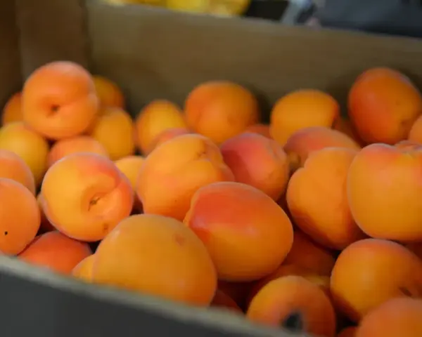 En låda full med saftiga aprikoser, en frukt som liknar persika, med sina mjuka orange och röda toner.