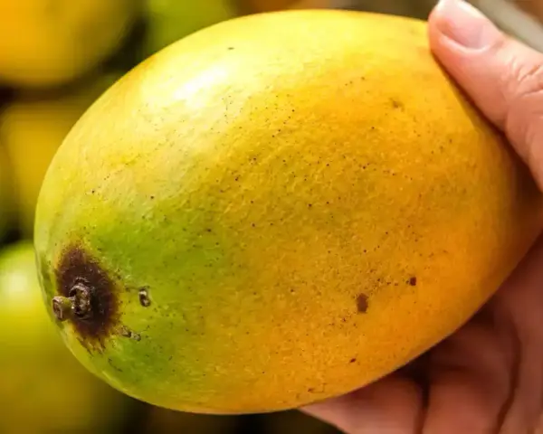 En hand håller en gulgrön mango, redo att få den att mogna.