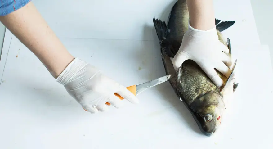 Händer i handskar rensar en stor fisk, troligen en abborre, med en kniv.