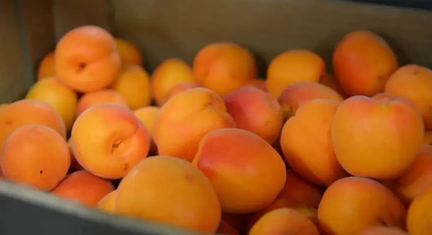 En låda full med saftiga aprikoser, en frukt som liknar persika, med sina mjuka orange och röda toner.