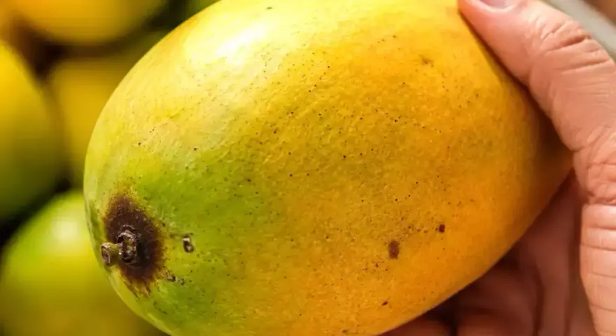 En hand håller en gulgrön mango, redo att få den att mogna.